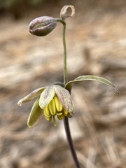 Fritillaria viridea