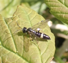 Allantus cinctus