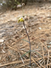 Fritillaria viridea