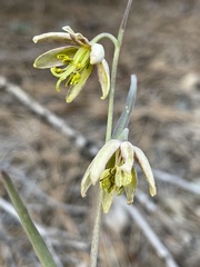 Fritillaria viridea