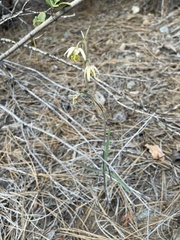 Fritillaria viridea