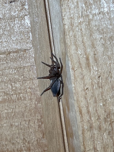 iNaturalist observation photo of Mouse Spider