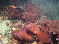 Botryocladia pseudodichotoma