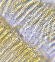 Elaiopezia waltersii