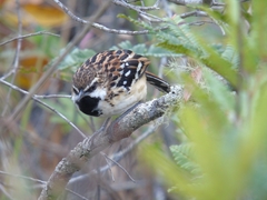 Myrmorchilus strigilatus