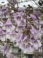 Wisteria