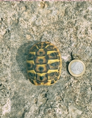 Testudo hermanni hermanni
