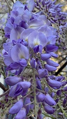 Wisteria
