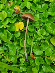 Psilocybe
