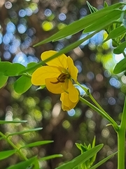 Senna acclinis