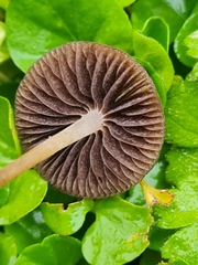 Psilocybe