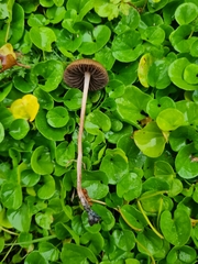 Psilocybe