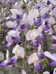 Wisteria