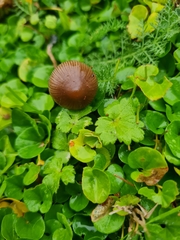 Psilocybe