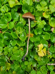 Psilocybe
