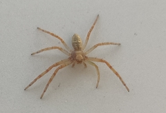 Philodromus