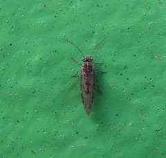 Philotarsidae