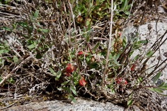 Contarinia zauschneriae