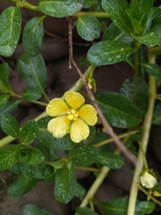 Ludwigia taiwanensis