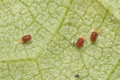 Tetranychus cinnabarinus