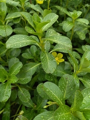 Ludwigia taiwanensis
