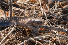 Pseudonaja aspidorhyncha