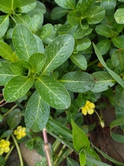 Ludwigia taiwanensis