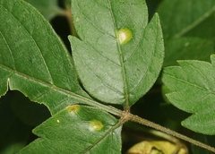 Puccinia arechavaletae