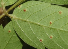 Puccinia arechavaletae