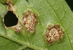 Puccinia arechavaletae