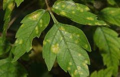 Puccinia arechavaletae