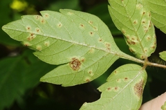 Puccinia arechavaletae