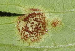 Puccinia arechavaletae