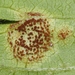 Puccinia arechavaletae - Photo (c) James Bailey, algunos derechos reservados (CC BY-NC), subido por James Bailey