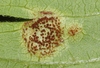 Balloon Vine Rust - Photo (c) James Bailey, some rights reserved (CC BY-NC), uploaded by James Bailey