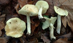 Tricholoma intermedium