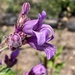 Rattan's Beardtongue - Photo (c) skfork, some rights reserved (CC BY-NC), uploaded by skfork