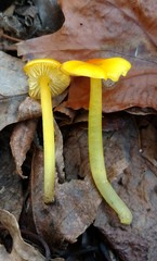 Chlorophanae