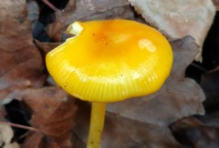 Chlorophanae