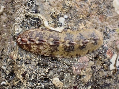 Cryptoplax iredalei