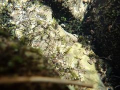 Cladopus