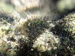 Cladopus