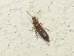 Pella limbata