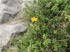 Hypericum balearicum