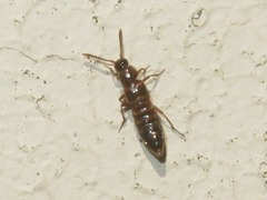 Pella limbata