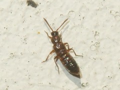Pella limbata