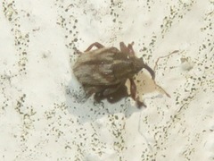 Trichosirocalus troglodytes