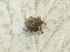 Trichosirocalus troglodytes