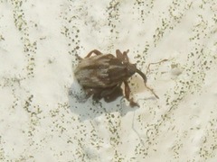 Trichosirocalus troglodytes