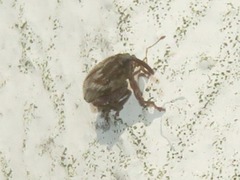 Trichosirocalus troglodytes